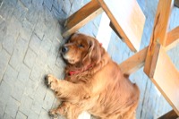 Pet 1