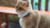 Pet 5