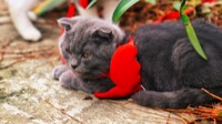 Pet 4