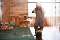 Pet 2
